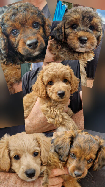 Five Cavapoochon pups left, ready now