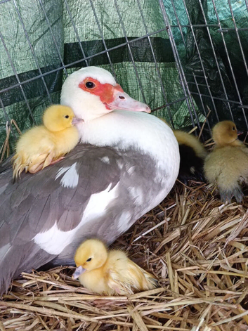 Muscovy ducklings