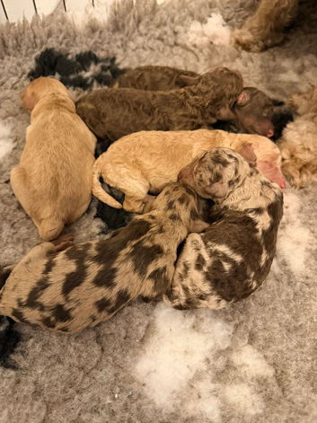 Cockapoo Puppies &ndash; Interest Being Taken