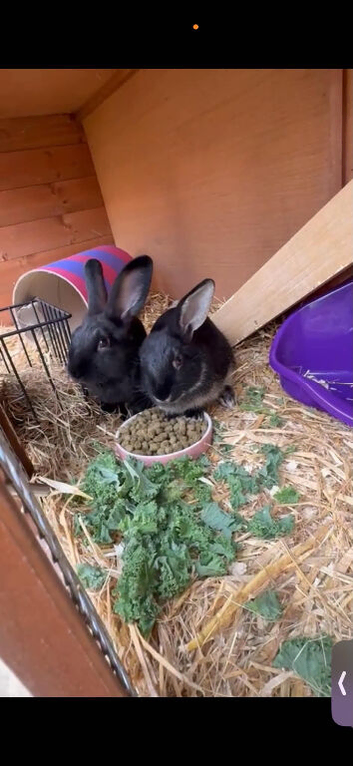 2 boys looking for forever homes