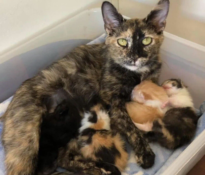 Female kitten