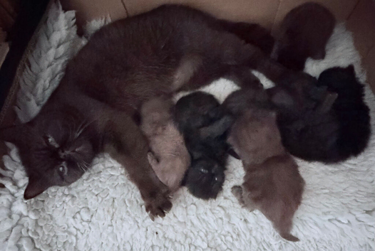 Chocolate & Black Exotic Shorthair Kittens Available