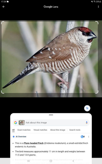 Plum head finch and Bengalese finch