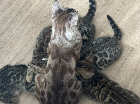 READY NOW- 5 BENGAL KITTENS