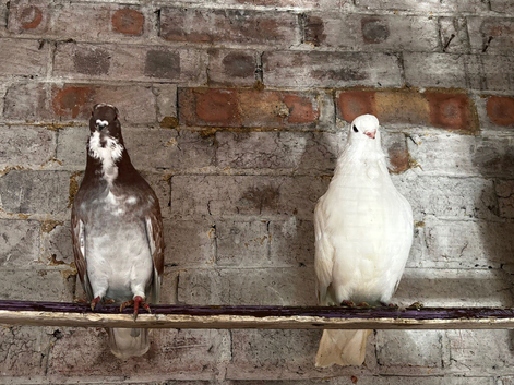 Figuritas pigeon