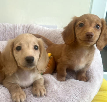 Mini Long hair Dachshund puppies