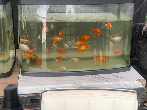 Young goldfish