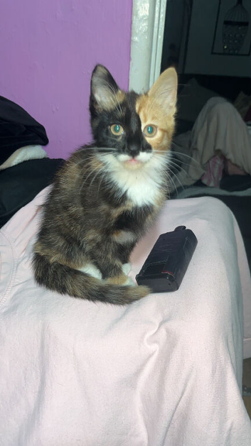 2 beautiful gurl kittens