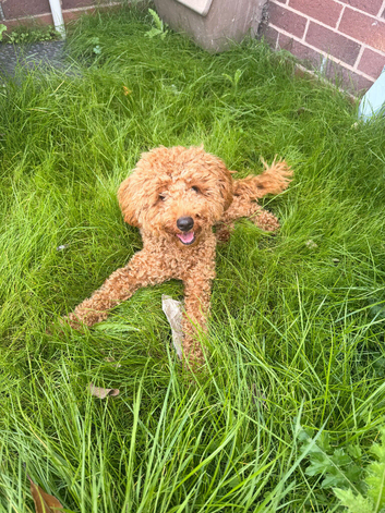Beautiful Red Toy Poodle Puppy ️ Vaccinated, Fluffy & Full of Love"