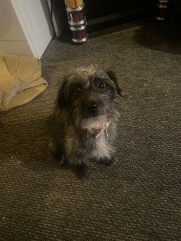 Yorkshire terrier girl