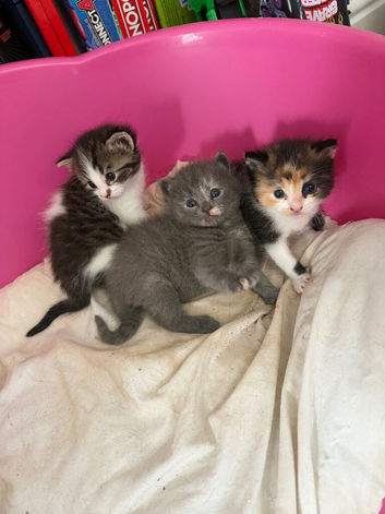 3 girl tabby kittens ready to leave 12th October