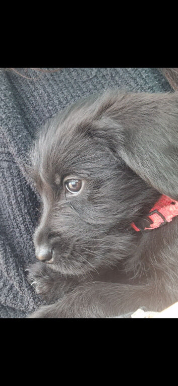 Giant schnauzer x Labrador puppys