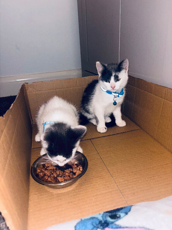 2 baby boy kittens