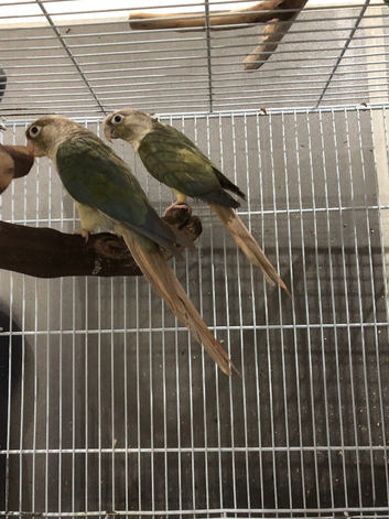 Breeding pair