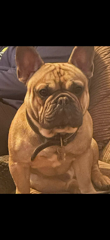 French Bulldog Male