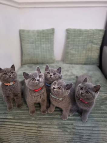 Pedigree Gccf registered kittens