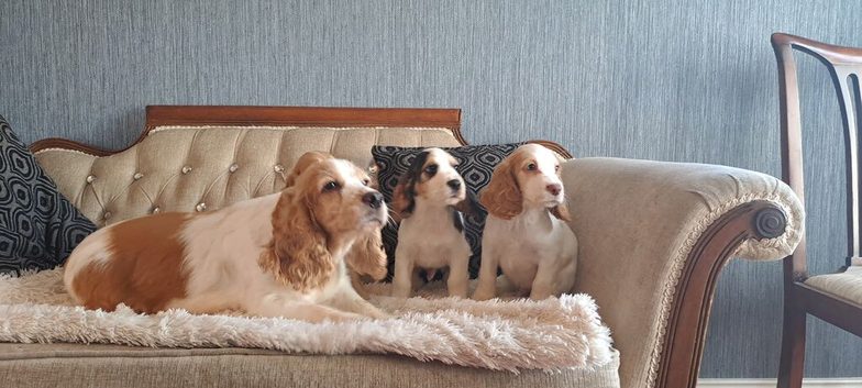 Lemon and White Cocker Spaniel Puppy