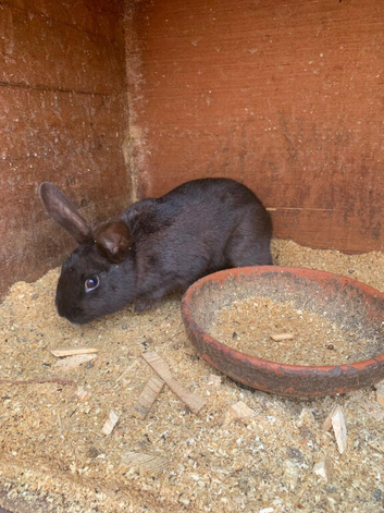 Rabbits for sale - Thanet area - local delivery available