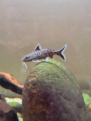 5x Cuckoo Catfish