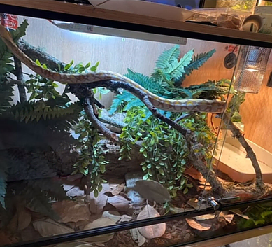 Female Retic