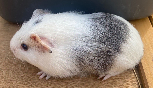 Boar Guinea Pigs