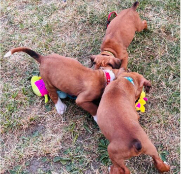 Beautiful Boxers Puppies,