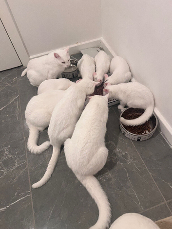 I have 11 cats that need rehome