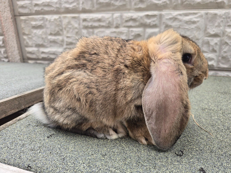 French lop kits for sale 2 girls 1 boy