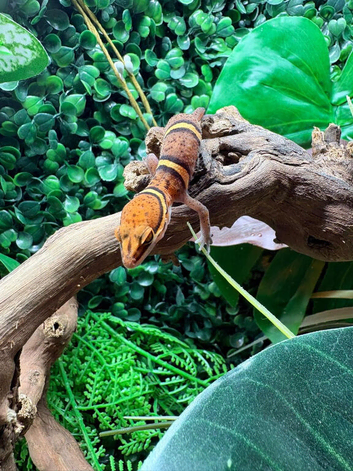 Chinese Cave Gecko (Bawanglingensis) at Birmingham Reptiles
