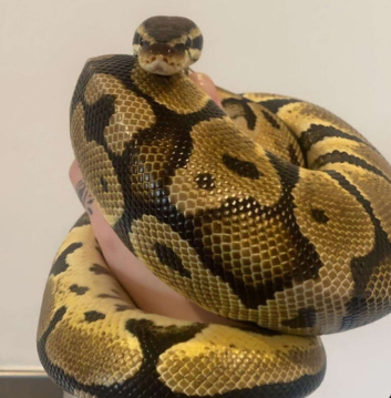 Pastel Enchi Male