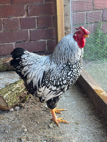 Silver laced Wyandotte bantam cockerel