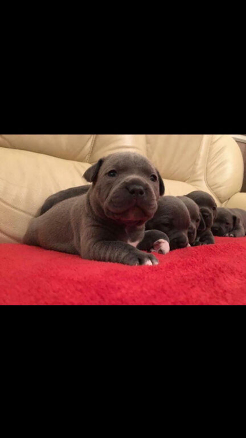Beautiful Blue Staff Puppies