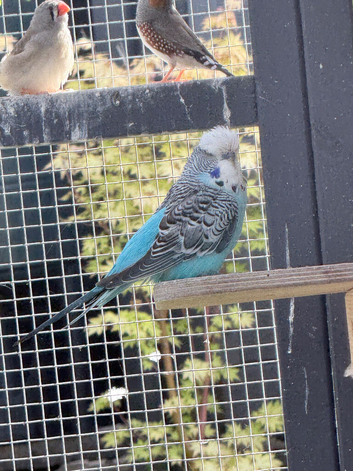 Budgies for sale