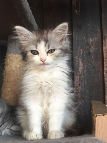 Girls and boys available Persian cross