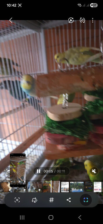 Budgies mixed