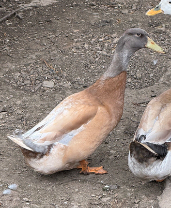 1 nine month old male duck