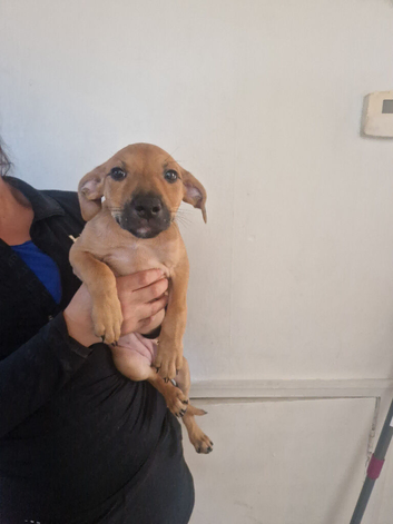 Staffy x saluki pups for sale
