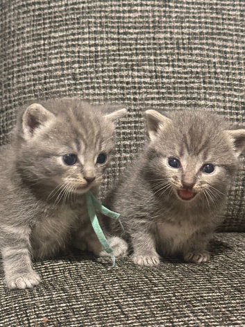 Stunning mixed Cream and Grey kittens
