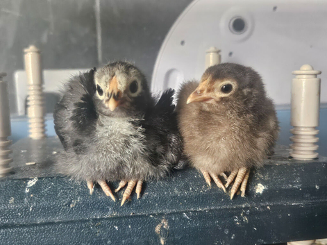 2 week old chicks