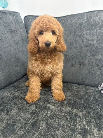 Poodle