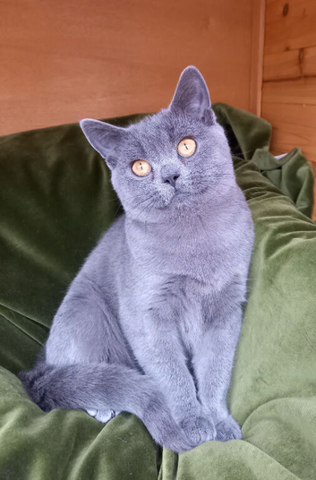 British shorthair kittens