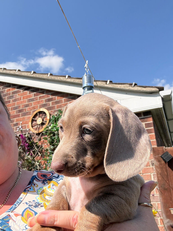 Miniature Dachshund puppies READY NOW