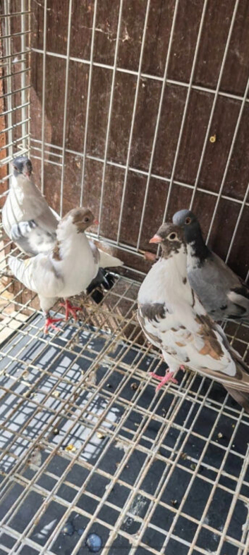 Pigeons for sale