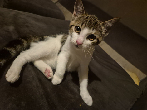 Kittens for sale