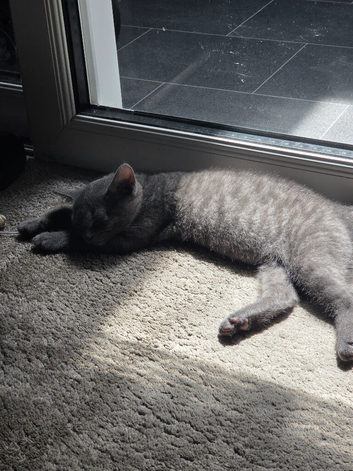 GREY BSH X