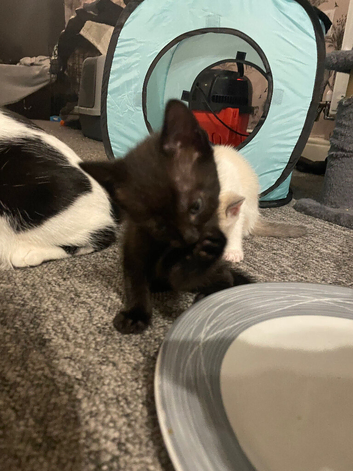 4 Beautiful kittens 2 girls 2 boys