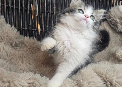 Persian beautiful girl ready now