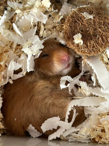 Male Syrian hamster. SOLD️