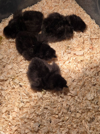 silkie usa chicks