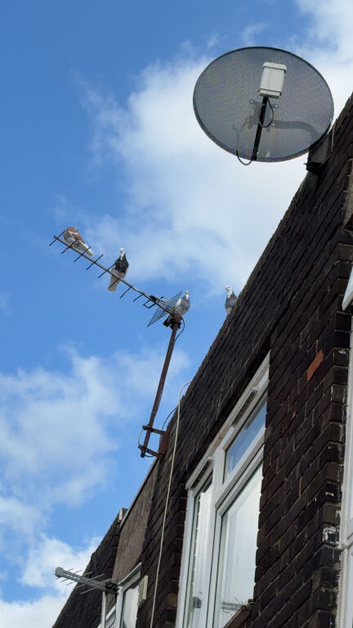 Birmingham roller pigeons for sale